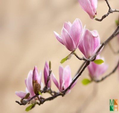  Tranh dán tường Hàn Quốc khổ lớn hoa mộc lan FW - 096